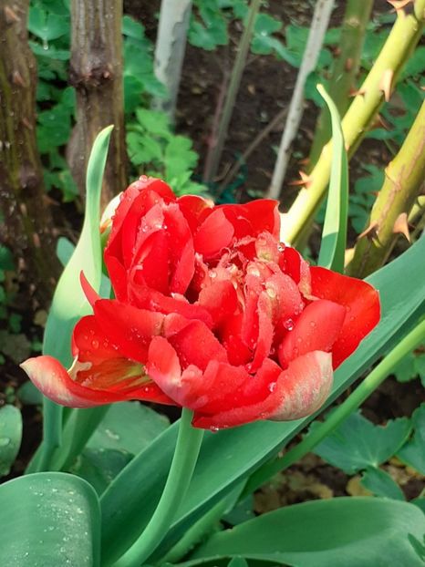  - FEBRUARIE- MARTIE- APRILIE