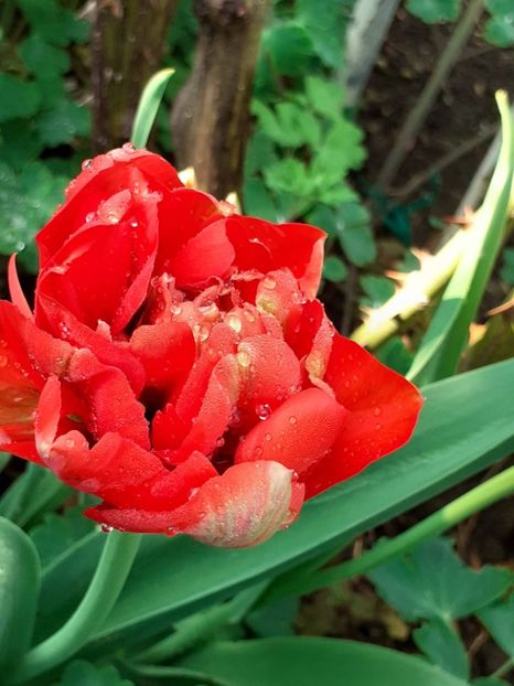  - FEBRUARIE- MARTIE- APRILIE