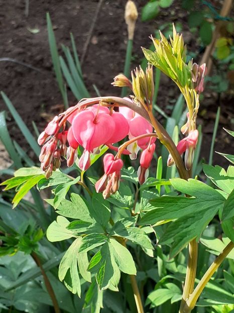  - FEBRUARIE- MARTIE- APRILIE