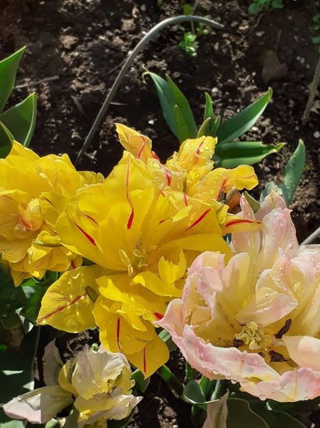  - FEBRUARIE- MARTIE- APRILIE