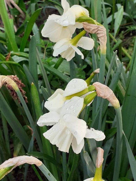  - FEBRUARIE- MARTIE- APRILIE