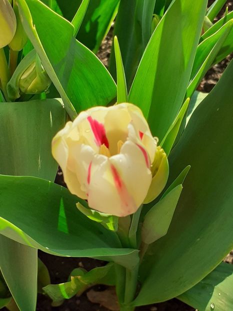  - FEBRUARIE- MARTIE- APRILIE