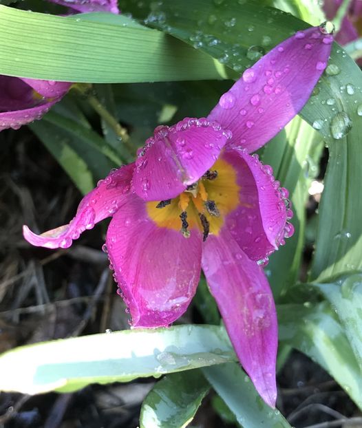 Tulipa pulchella Violacea (2020, March30) - Tulipa Pulchella Violacea