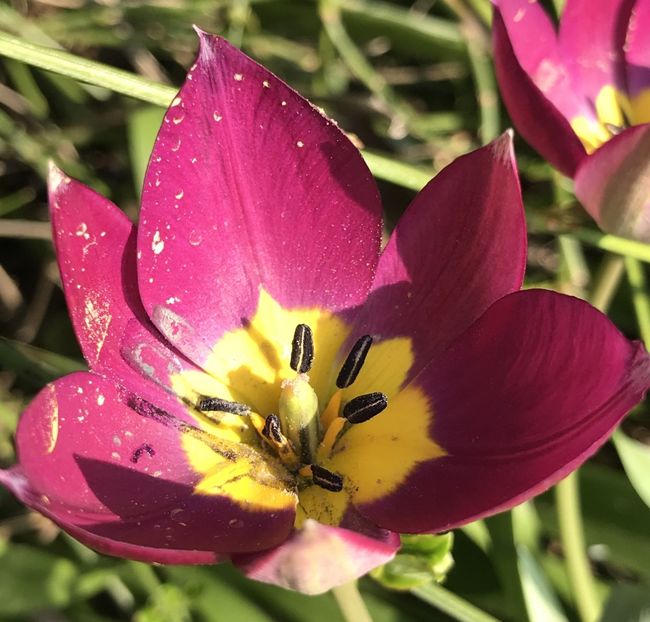 Tulipa Persian Pearl (2020, March 30) - Tulipa Persian Pearl