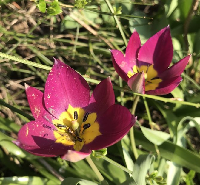 Tulipa Persian Pearl (2020, March 30) - Tulipa Persian Pearl