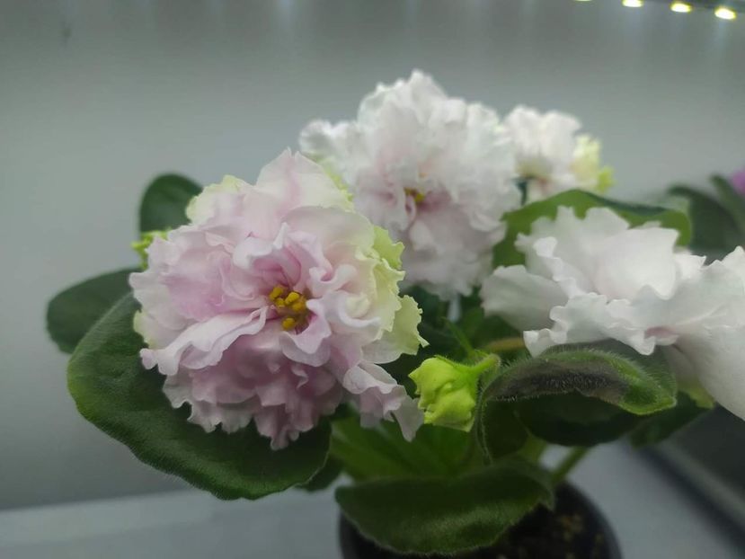 5 februarie 2024 - LF Kremovyy Desert