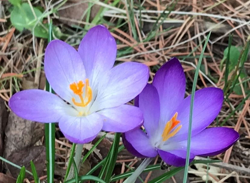 Crocus chrysanthus  (2020, March 03) - CROCUS Chrysanthus