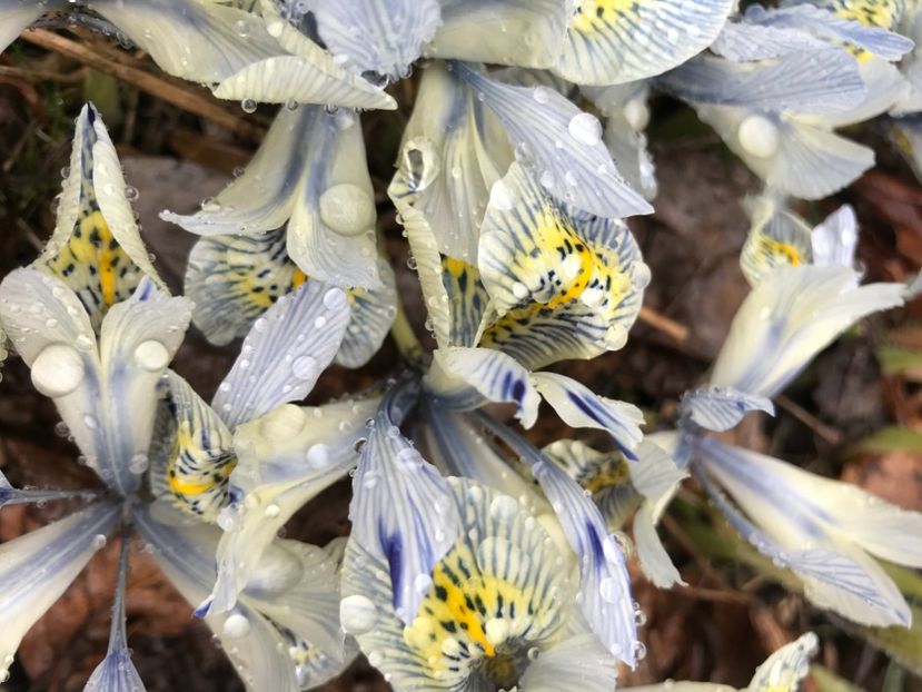 Iris Katharine Hodgkin (2020, March 05) - Iris reticulata Katharine Hodgkin
