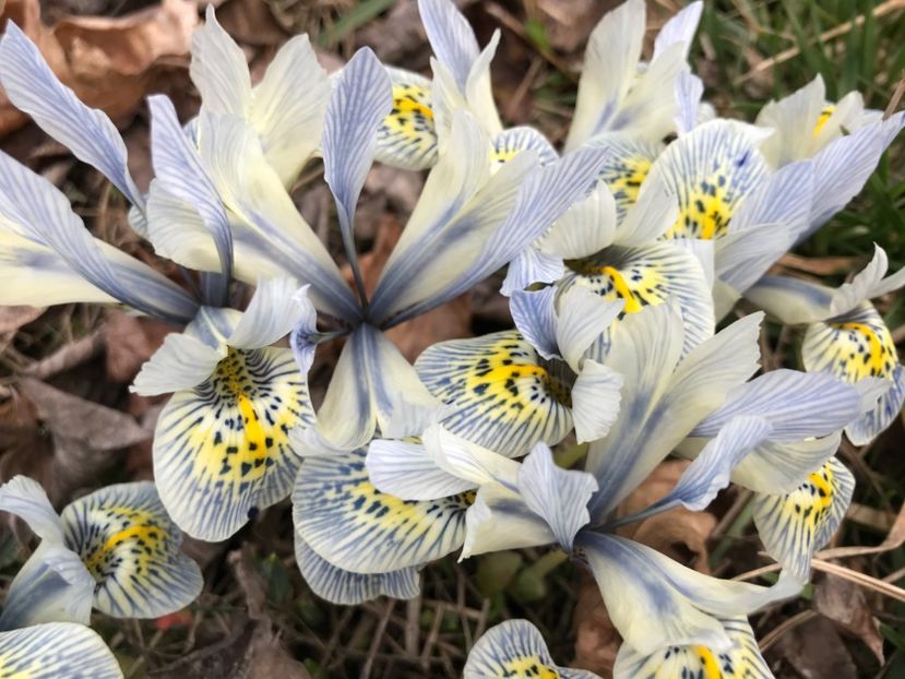 Iris Katharine Hodgkin (2020, March 06) - Iris reticulata Katharine Hodgkin
