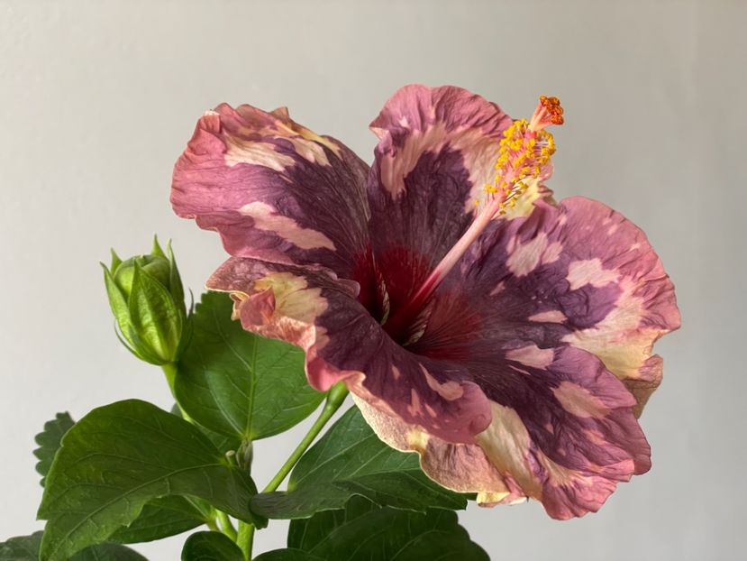  - 001 - Hibiscusi 2024 - 1