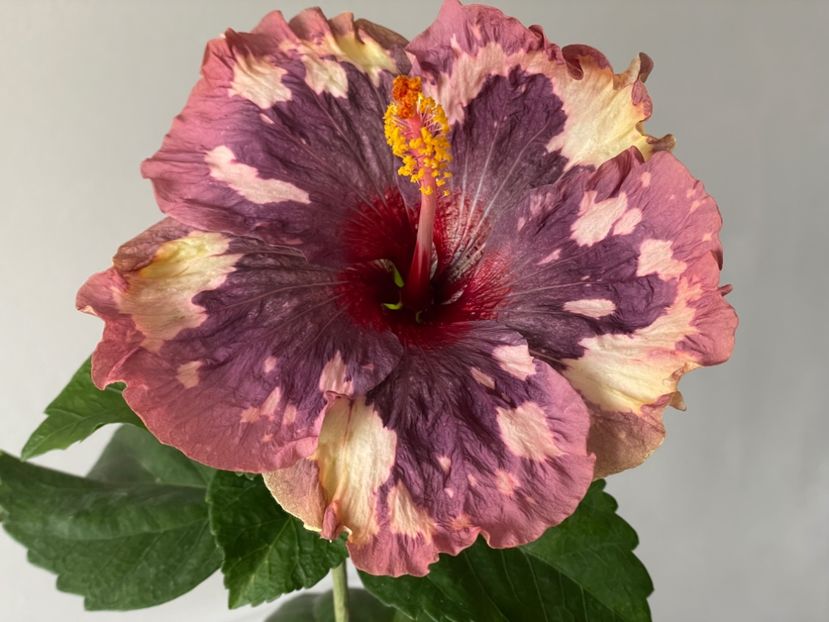  - 001 - Hibiscusi 2024 - 1