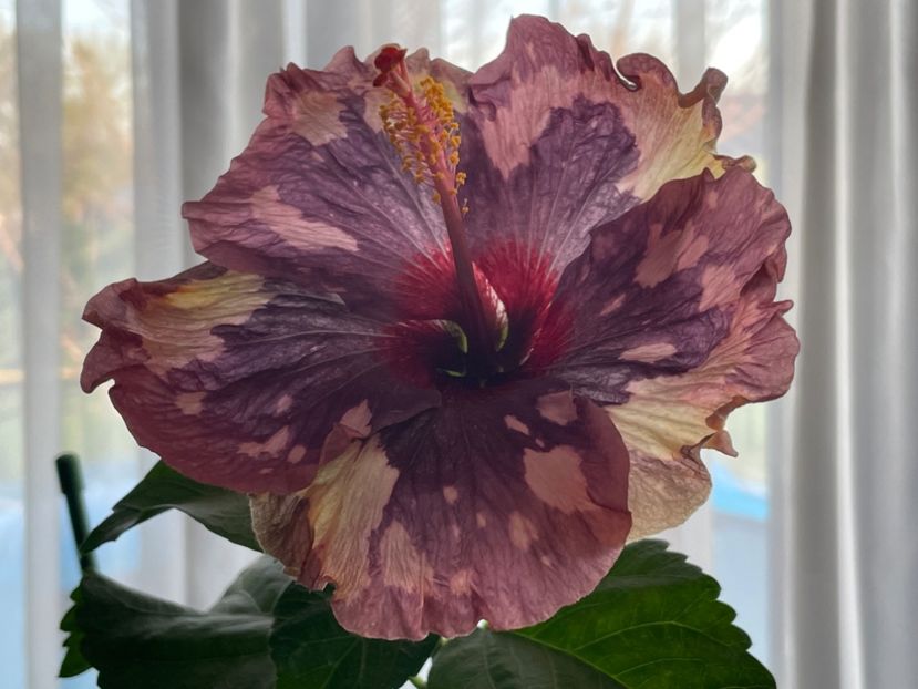  - Luv -Posog- Memories