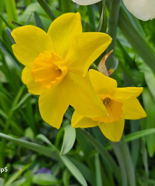  - Narcise 2018 24 25