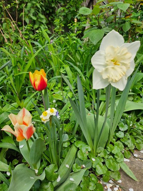  - Narcise 2018 24 25