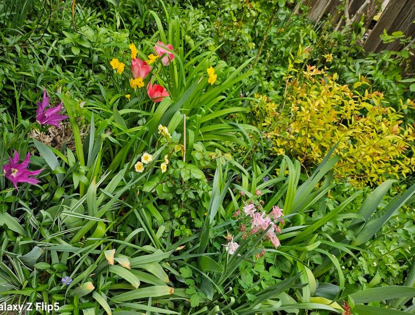  - Narcise 2018 24 25