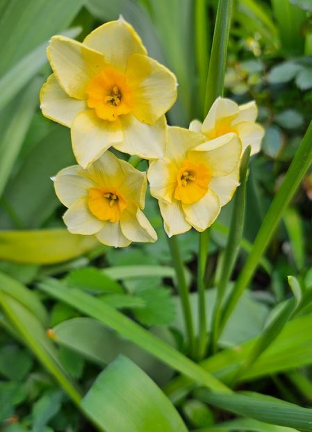  - Narcise 2018 24 25