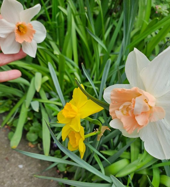  - Narcise 2018 24 25