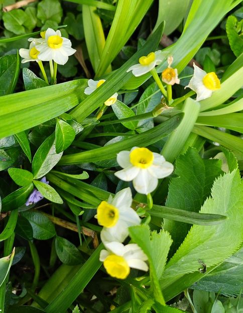  - Narcise 2018 24 25