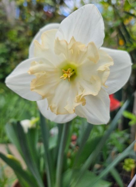  - Narcise 2018 24 25