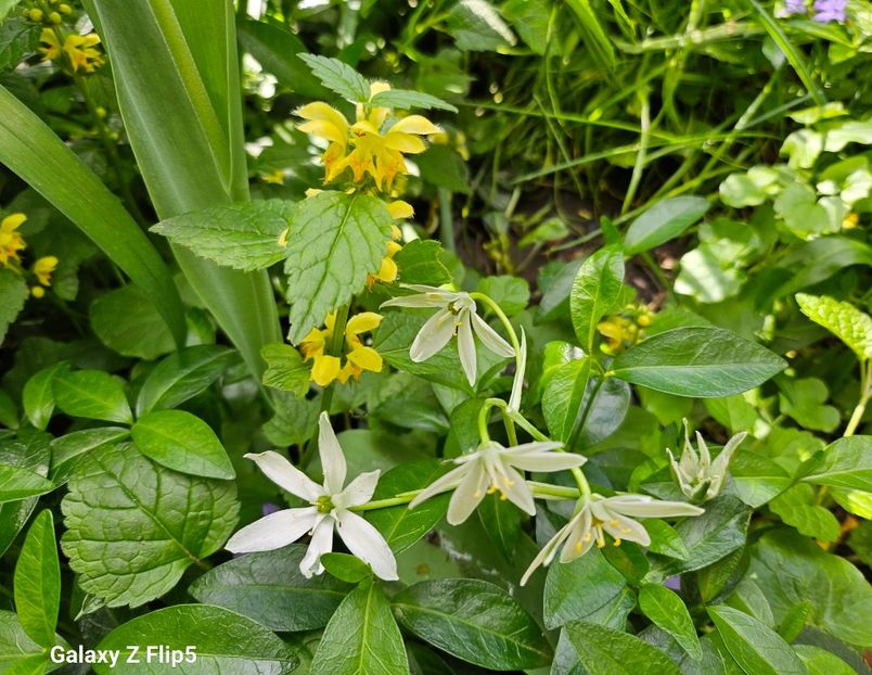  - Narcise 2018 24 25