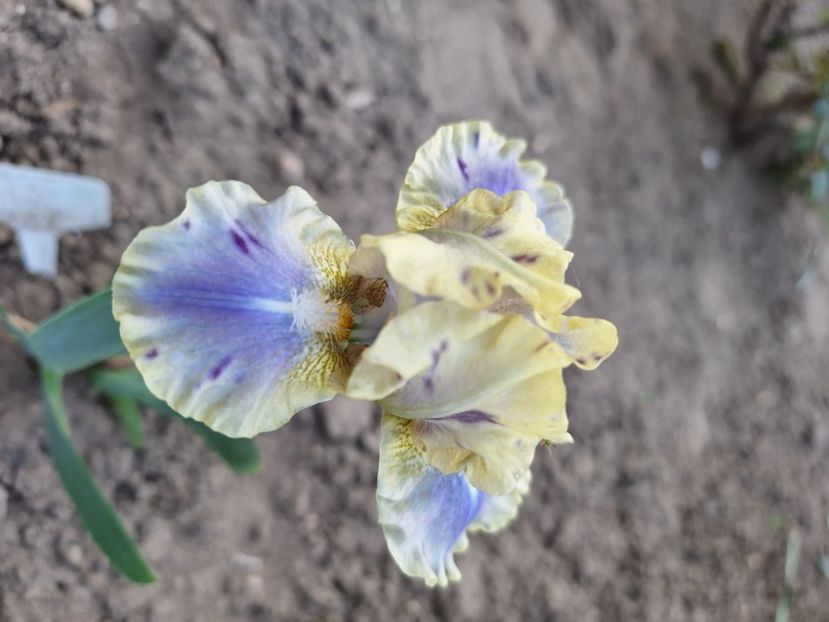 Leopard print - Irisi 2024