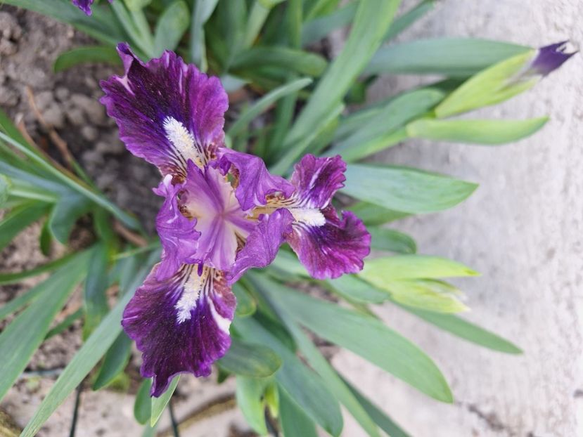 Pulsator - Irisi 2024