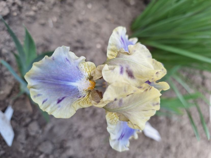 Leopard print - Irisi 2024