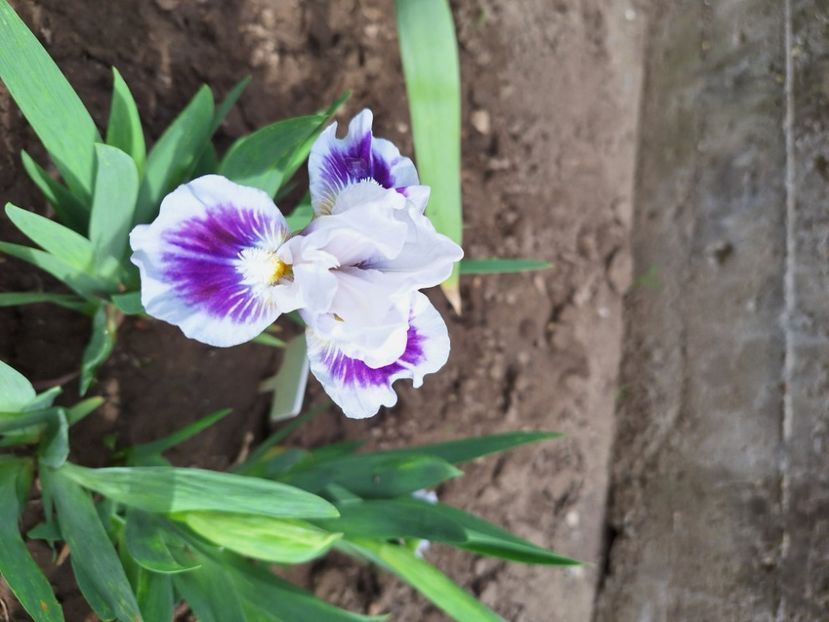 Riveting - Irisi 2024