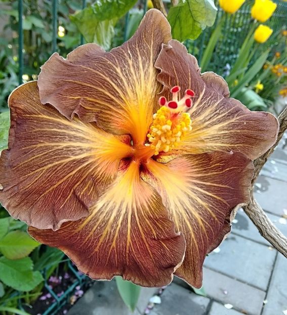  - Hibiscus Black Jack