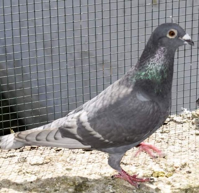  - Nu îmi aparțin 7