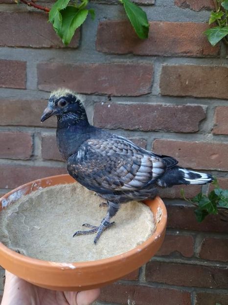  - Nu îmi aparțin 7