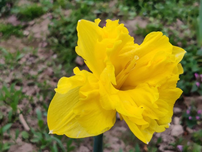 46_Sailorman_g - Narcise2