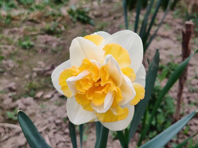 49_Golden pearl_g - Narcise2