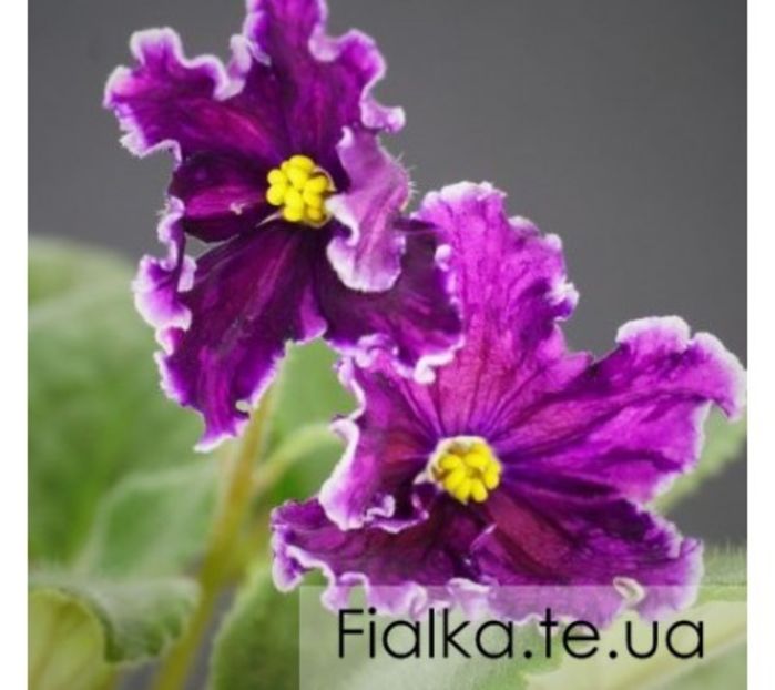 538-nd-expressia-450x400 - ND-Expressia