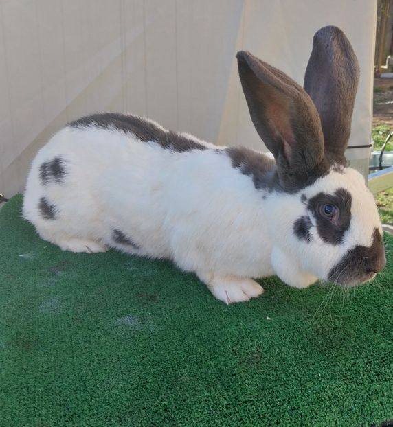  - 10 Noi achiziții 2023