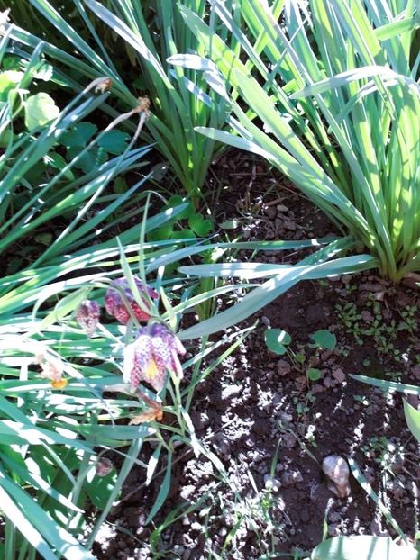  - fritillaria meleagris