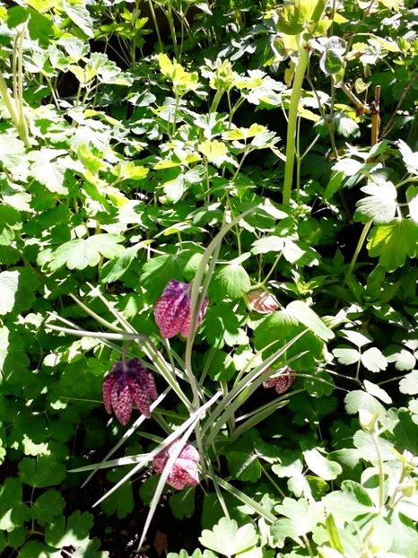  - fritillaria meleagris