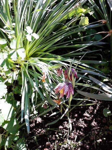  - fritillaria meleagris