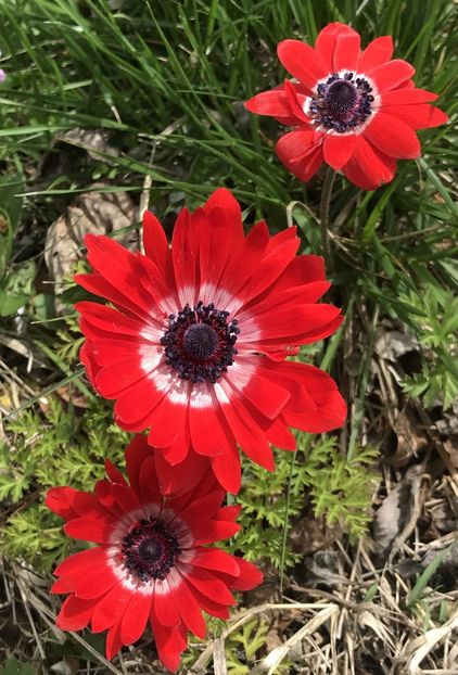 Anemone The Governor (2020, April 17) - Anemone The Governor