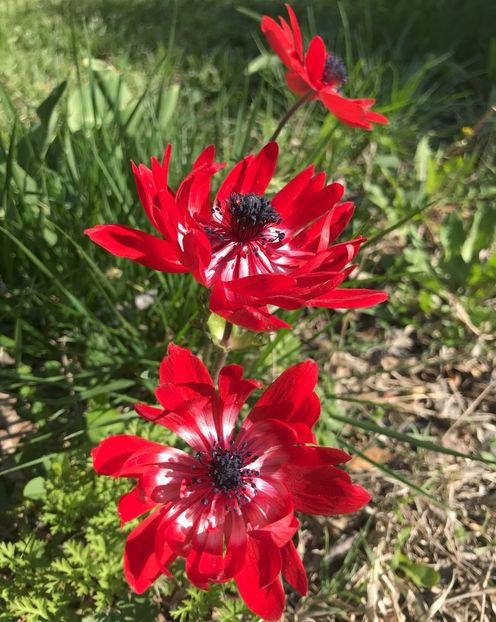 Anemone The Governor (2020, April 22) - Anemone The Governor