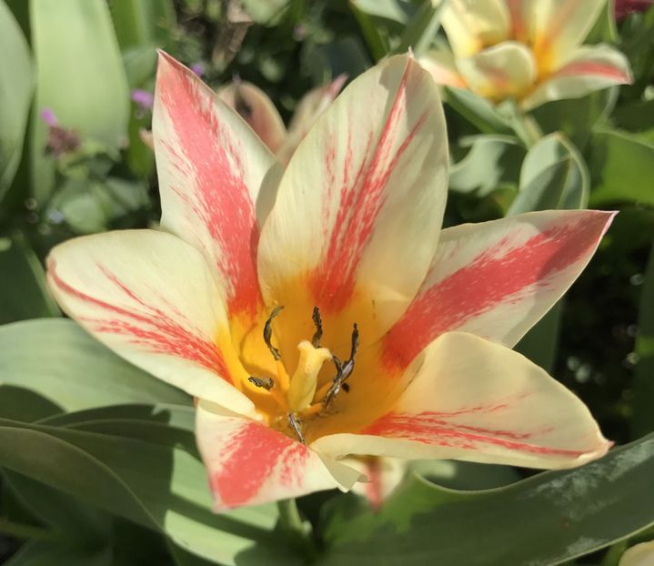 Tulip Quebec (2020, April 08) - Tulipa Quebec