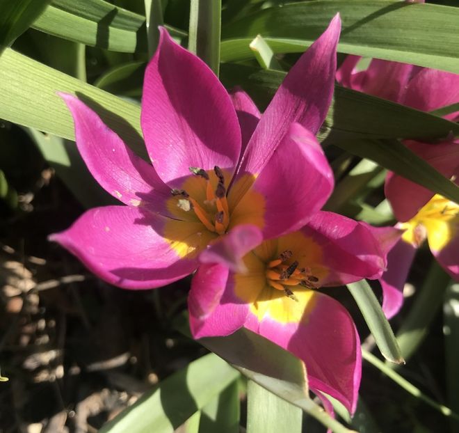 Tulipa pulchella Violacea (2020, April02) - Tulipa Pulchella Violacea