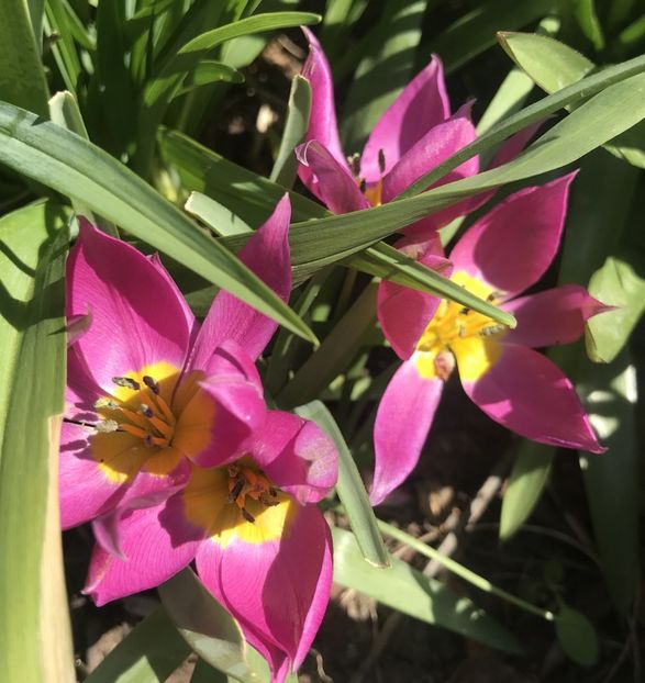 Tulipa pulchella Violacea (2020, April02) - Tulipa Pulchella Violacea