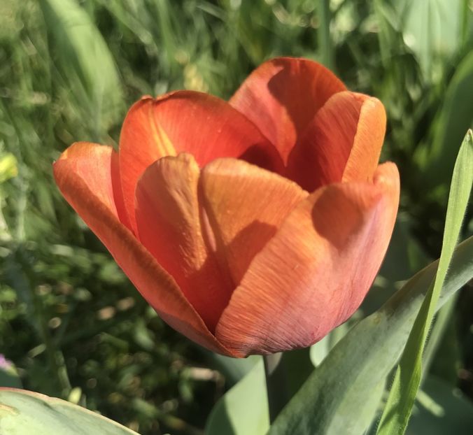 Tulip Cairo (2020, April 12) - Tulipa Cairo