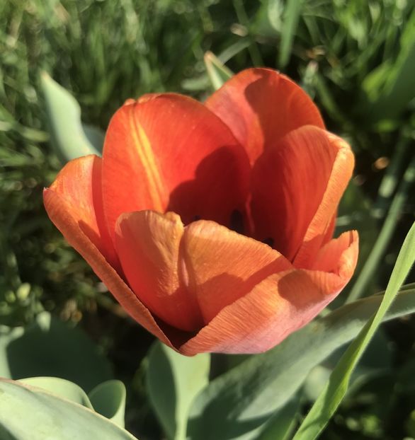 Tulip Cairo (2020, April 12) - Tulipa Cairo