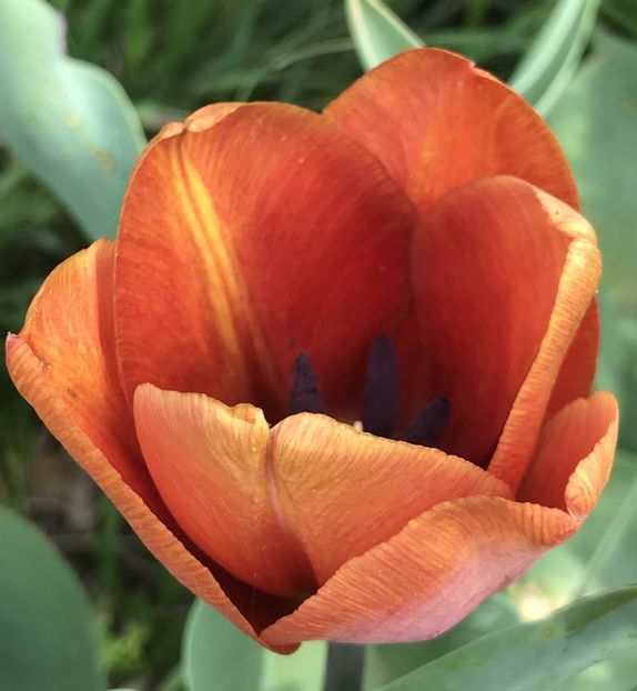 Tulip Cairo (2020, April 13) - Tulipa Cairo