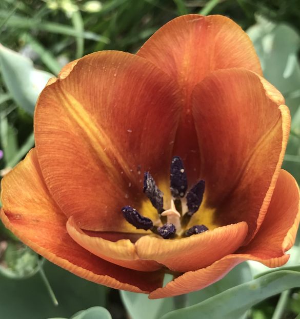 Tulip Cairo (2020, April 17) - Tulipa Cairo