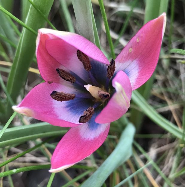 Tulipa Little Beauty (2020, April 13) - Tulipa Little Beauty