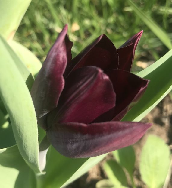 Tulipa Havran (2020, April 12) - Tulipa Havran