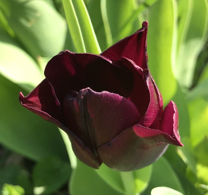 Tulipa Havran (2020, April 19) - Tulipa Havran